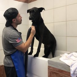 scrubby dogs mobile pet grooming