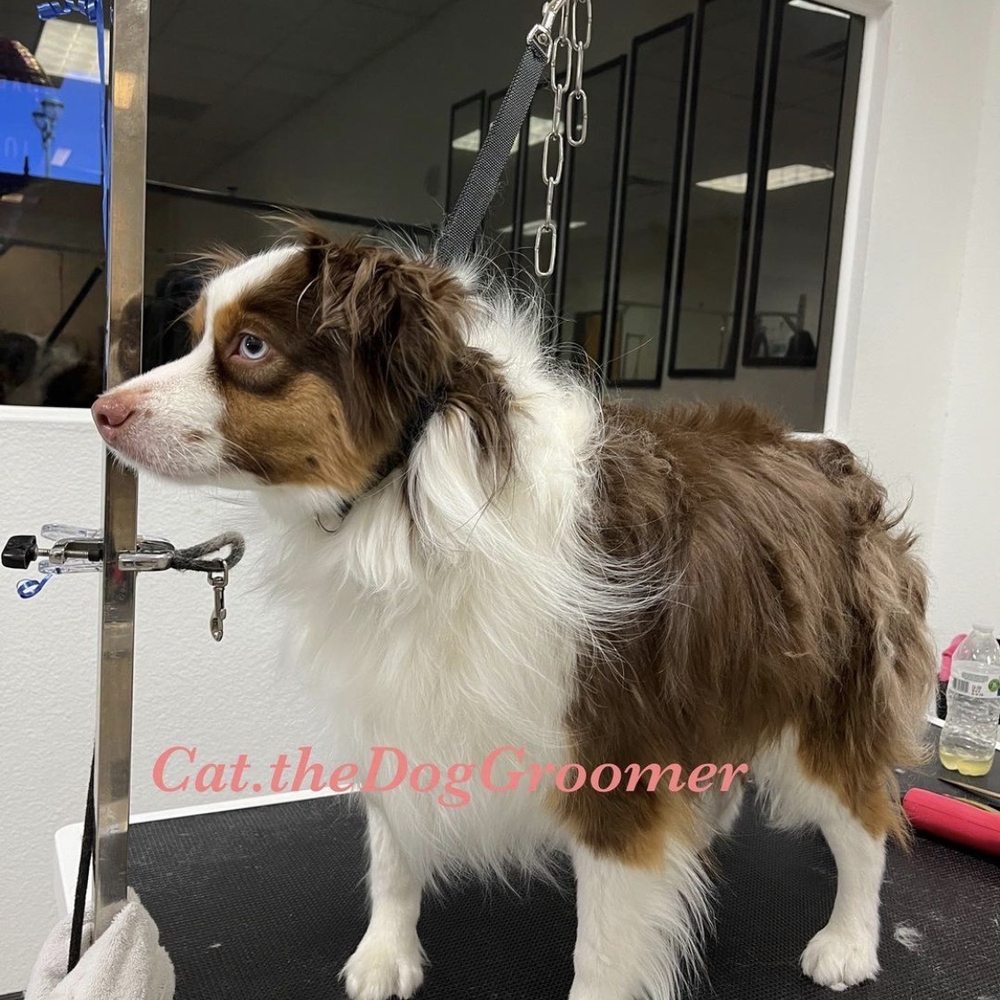 Royalty Pet Spa - Before - Pet Groomers Near Me - Las Vegas, Nevada Royalty Pet Spa - Before - Pet Groomers Near Me - Las Vegas, Nevada