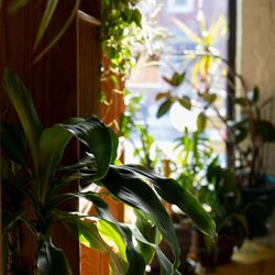West End Yoga Studio - Plants in Our window on West Walnut Street.