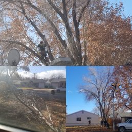 Extremely large tree leaning into my house Extremely large tree leaning into my house