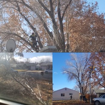 Aspen Tree Service - Extremely large tree leaning into my house - Tree Services Near Me Aspen Tree Service - Extremely large tree leaning into my house - Tree Services Near Me