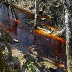 Leon Sinks Geological Area - I have no idea why this creek was this color
