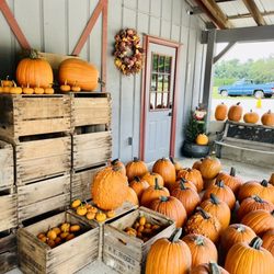 Grandad's Apples - Pumpkins