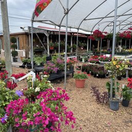 Flowers Flowers