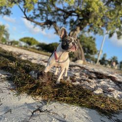 Rickenback Causeway Dog Beach