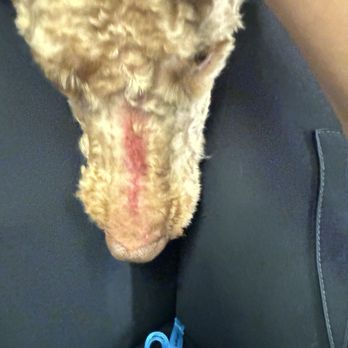 PetSmart - Burnt dogs nose - Pet Training Near Me - Charlottesville, Virginia PetSmart - Burnt dogs nose - Pet Training Near Me - Charlottesville, Virginia