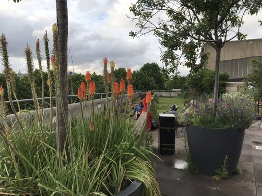Queen Elizabeth Hall Roof Garden by null