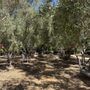 Arlington Garden in Pasadena