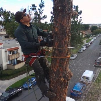 Tony's BC Tree Service - Tree Services Near Me - Orange, California Tony's BC Tree Service - Tree Services Near Me - Orange, California