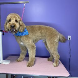 WAG Wellness and Grooming
