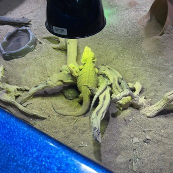 Austin Aquarium - Bearded dragon - Aquariums Near Me - Austin, Texas