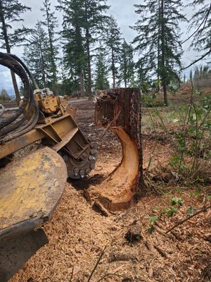 Tree Stump Grinding - DON'T LET A TREE STUMP RUIN YOUR YARD!

A tree stump is much more than just an eyesore in your yard. It's a tripping hazard and it can attract pests and fungi. Avoid all of this by calling Abernathy Company for wood chipping services. We visit homes and businesses in the Yacolt, WA area to complete precise stump grinding services.

We outshine our competition by providing helpful services and expert advice. Hire our experts ASAP to experience the benefits of our services for yourself.