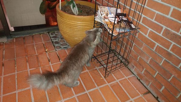 Prytania Theatre by null