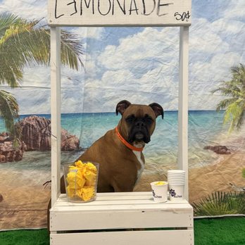 PetSuites Arlington - Pet Boarding Near Me - Arlington, Texas PetSuites Arlington - Pet Boarding Near Me - Arlington, Texas
