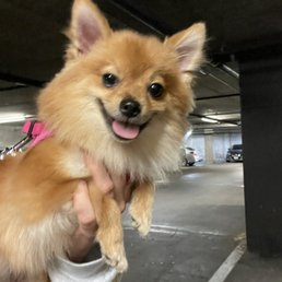 My dog post grooming My dog post grooming