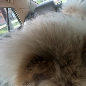 Mane & Minks Vet-Spa - Still wet - Pet Groomers Near Me - Houston, Texas Mane & Minks Vet-Spa - Still wet - Pet Groomers Near Me - Houston, Texas