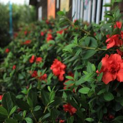 Moon Valley Nurseries