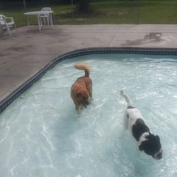 BEST kennel ever! Hands down! Doggie pool included and they texted my pics of my dogs during their stay! Staff were AWESOME!