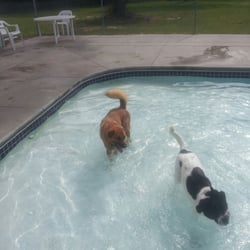 Bed and Biscuit Inn - BEST kennel ever! Hands down! Doggie pool included and they texted my pics of my dogs during their stay! Staff were AWESOME!