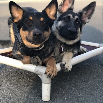 Off Leash K9 Training - Madison - Pet Training Near Me Off Leash K9 Training - Madison - Pet Training Near Me