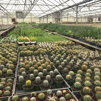 Florida Cactus - Nurseries & Gardening Near Me - Apopka, Florida