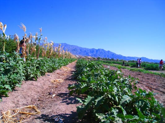 Gilcrease Orchard by null