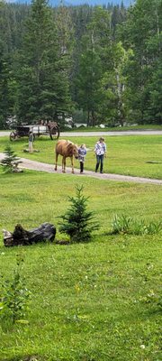 Old Entrance B 'n B Cabins & Trail Rides by null