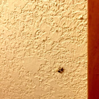 Quality Inn & Suites Cvg Airport - Bug on wall - Hotels Near Me - Erlanger, Kentucky Quality Inn & Suites Cvg Airport - Bug on wall - Hotels Near Me - Erlanger, Kentucky