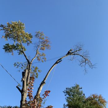 M Santos Landscaping & Tree Service - a man trimming a tree - Tree Services Near Me - Richmond, Virginia M Santos Landscaping & Tree Service - a man trimming a tree - Tree Services Near Me - Richmond, Virginia