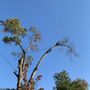 Photo of M Santos Landscaping & Tree Service