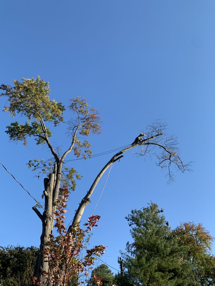 M SANTOS LANDSCAPING & TREE SERVICE Updated September 2024 14