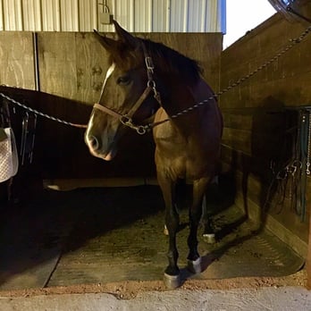 Cornerstone Farm - Koda, Faith's boyfriend - Horseback Riding Near Me - Cedar park, Texas
