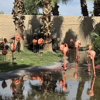 Dillon's - Flamingos on the restaurant patio - Barbeque Near Me - Litchfield Park, Arizona