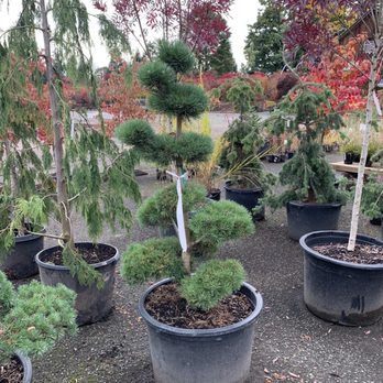West Coast Nursery - Nurseries & Gardening Near Me - Monroe, Washington