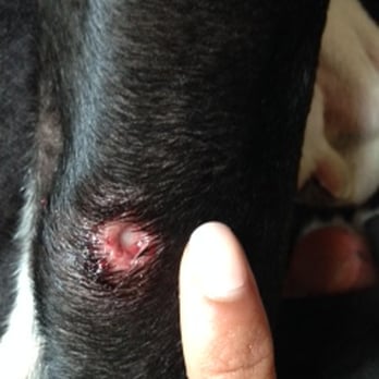 The Paw Spa Pet Resort - Nobody could tell me what happened to him! - Pet Groomers Near Me - Omaha, Nebraska