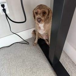 Modern Pet Salon - Ballantyne