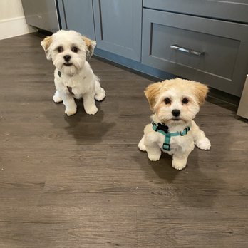 Looking Sharp Dog Grooming - Pet Groomers Near Me - Mesa, Arizona