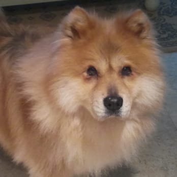 Lewie's Professional Grooming - Our fluffy girl - Pet Groomers Near Me Lewie's Professional Grooming - Our fluffy girl - Pet Groomers Near Me