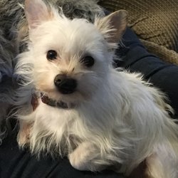 iSit and iWalk Pet Services - Tucker
