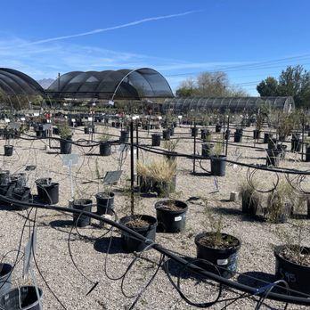 Desert Survivors - Nurseries & Gardening Near Me - Tucson, Arizona Desert Survivors - Nurseries & Gardening Near Me - Tucson, Arizona