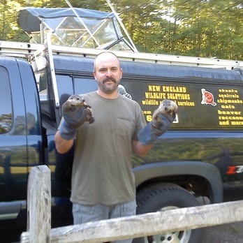 New England Wildlife Solutions - Owner Steve Rouleau has over 17 years of wildlife experience - Pest Control Near Me New England Wildlife Solutions - Owner Steve Rouleau has over 17 years of wildlife experience - Pest Control Near Me