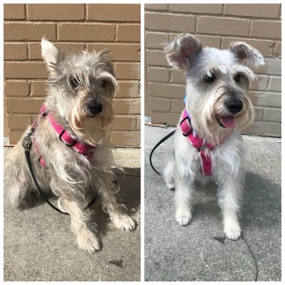 health mutt grooming