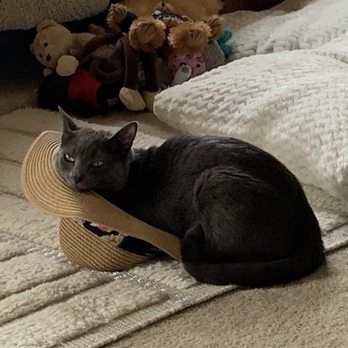 Larkspur Cat Clinic - RIP Sophie and thank you Larkspur cat clinic for all you did for her. - Veterinarians Near Me - Phoenix, Arizona Larkspur Cat Clinic - RIP Sophie and thank you Larkspur cat clinic for all you did for her. - Veterinarians Near Me - Phoenix, Arizona