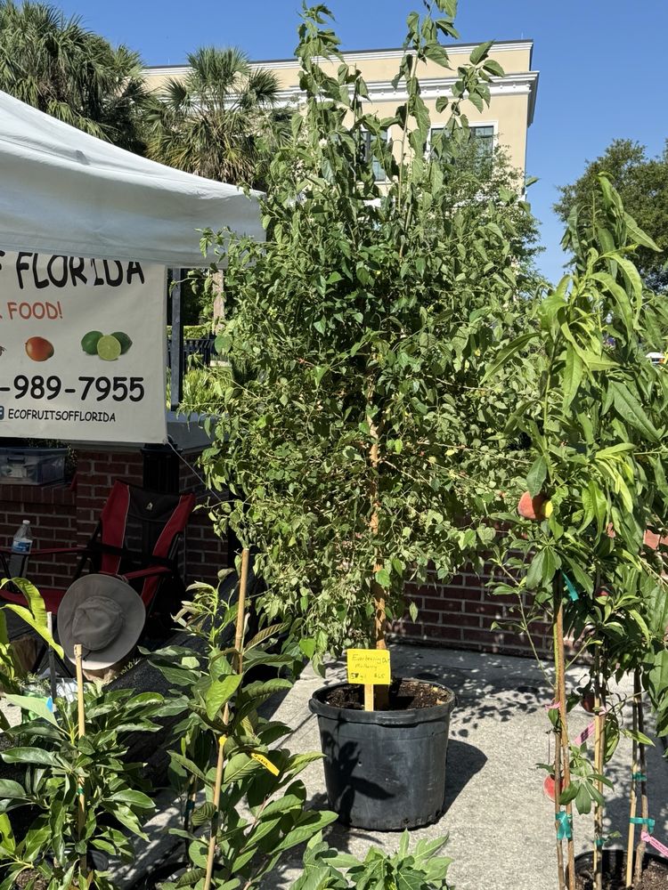 Ecofruits Of Florida Logo