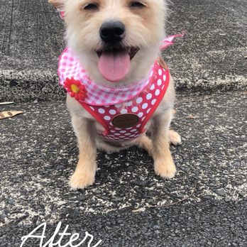 Three Dogs and a Girl - Pet Groomers Near Me - Honolulu, Hawaii Three Dogs and a Girl - Pet Groomers Near Me - Honolulu, Hawaii