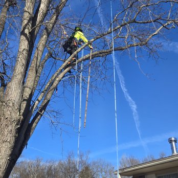 Crown Tree Service - Silver Maple prune - Tree Services Near Me