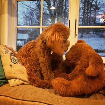 Springview Goldendoodles - #mojo #springviewdoodles - Pet Breeders Near Me Springview Goldendoodles - #mojo #springviewdoodles - Pet Breeders Near Me