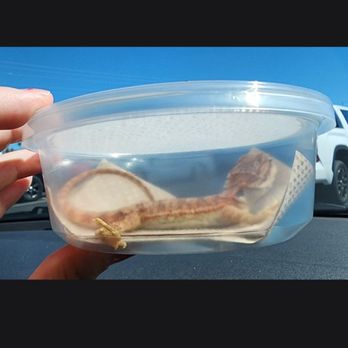 LLLReptile & Supply- Henderson - Bringing new dragon home - Pet Stores Near Me - Henderson, Nevada LLLReptile & Supply- Henderson - Bringing new dragon home - Pet Stores Near Me - Henderson, Nevada
