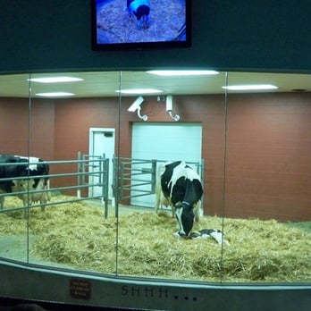 Fair Oaks Dairy Farm - birthing barn - Ice Cream & Frozen Yogurt Near Me - Mount Ayr, Indiana Fair Oaks Dairy Farm - birthing barn - Ice Cream & Frozen Yogurt Near Me - Mount Ayr, Indiana