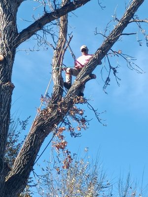 Pruning & Proper Trimming - We don't just trim, we focus on proper trimming for the long-term health of your tree! Pruning & Proper Trimming - We don't just trim, we focus on proper trimming for the long-term health of your tree!